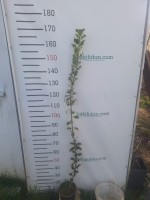 Alacalı Çoban Püskülü Bitkisi
