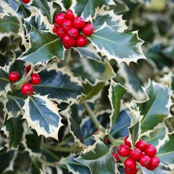 Alacalı Çoban Püskülü Bitkisi Alacalı Çoban Püskülü Bitkisi