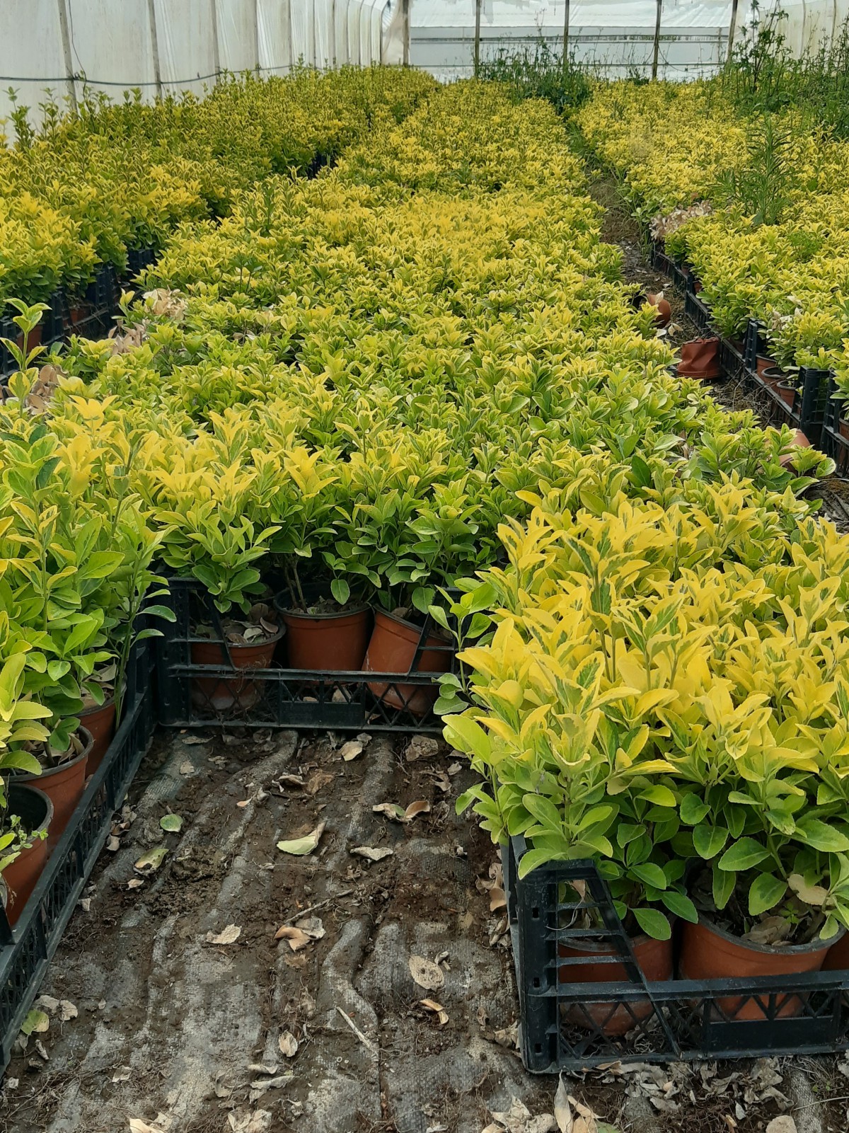 Altuni Taflan