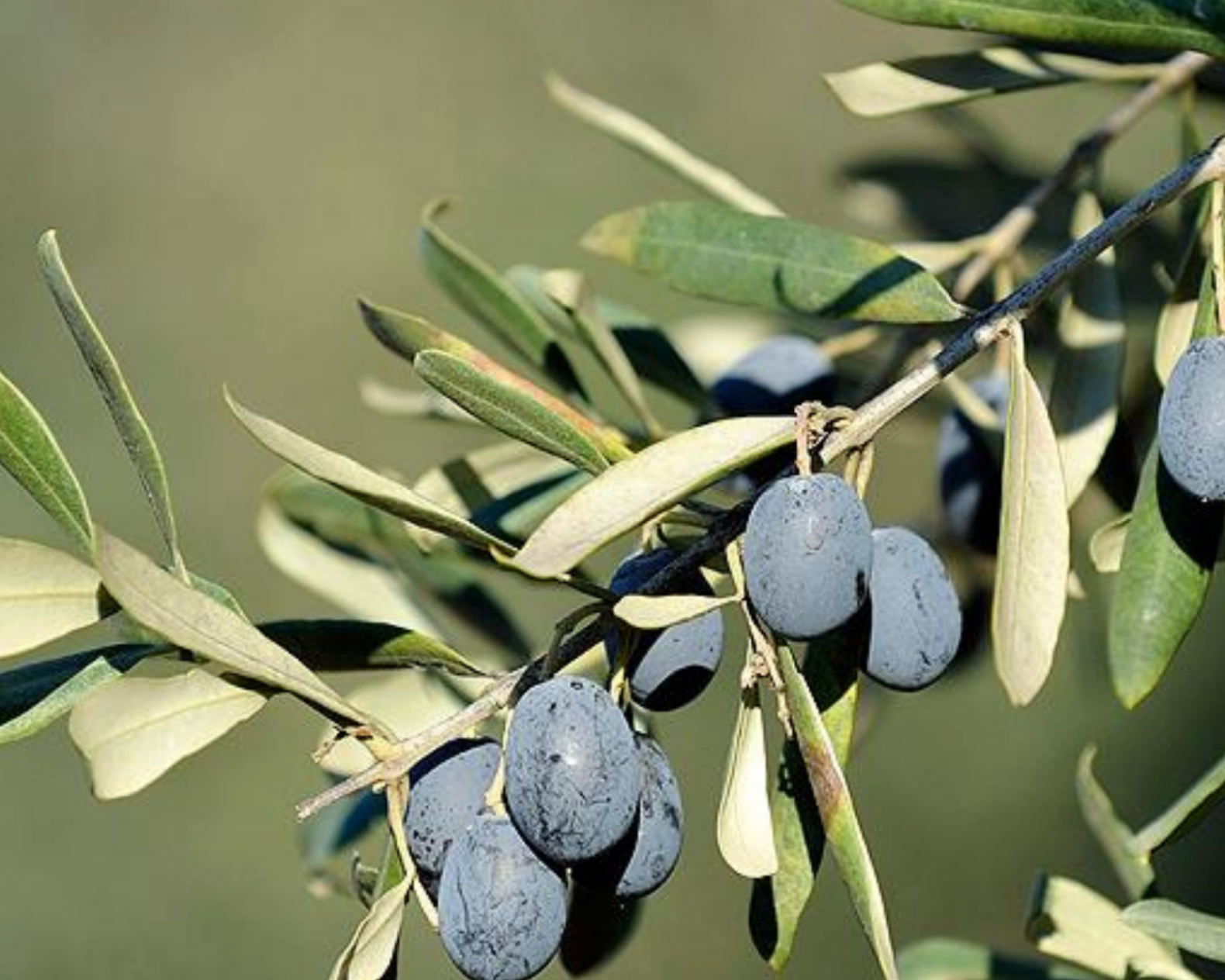 Anıt Zeytin Ağacı (30 Yaş) Anıt Zeytin Ağacı (30 Yaş)