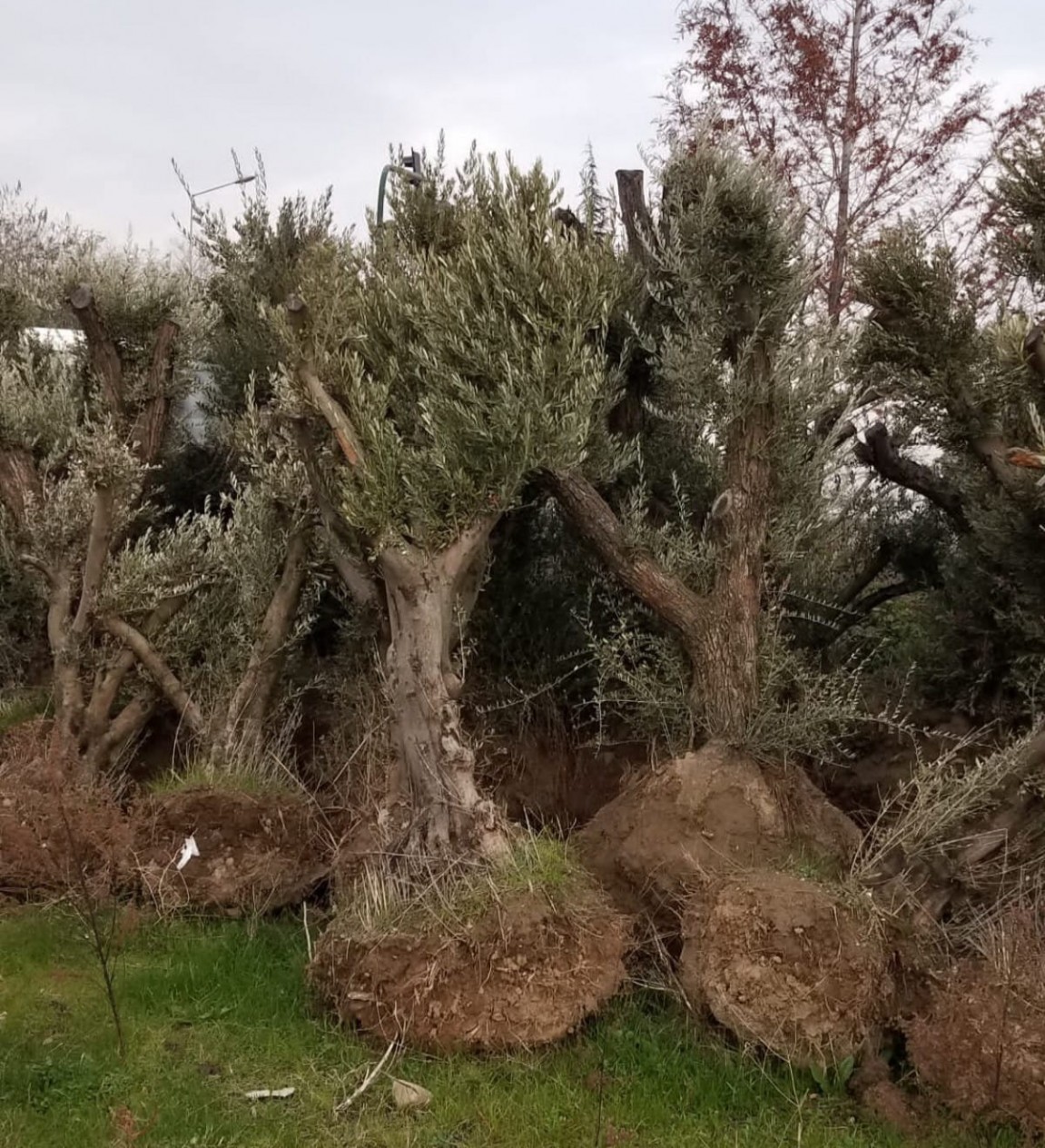Anıt Zeytin Ağacı (30 Yaş) Anıt Zeytin Ağacı (30 Yaş)