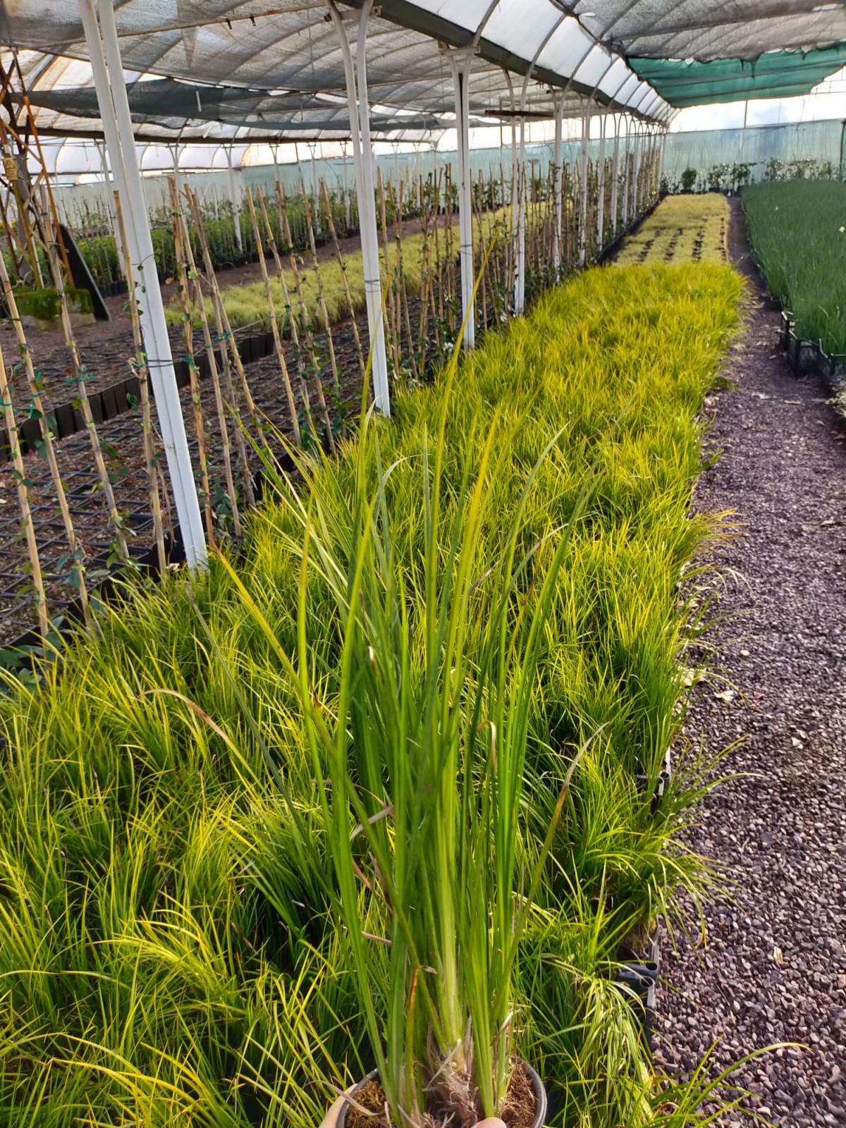 Carex Acarus Bitkisi  10'lu