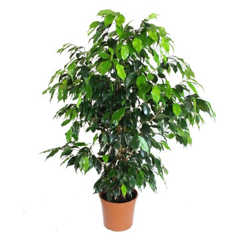 Ficus Benjamin Daniella 90-100 Cm
