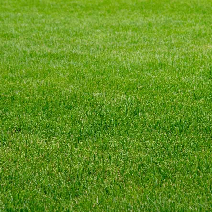 İthal Çim Tohumu 5 Karışımlı-1 Kg