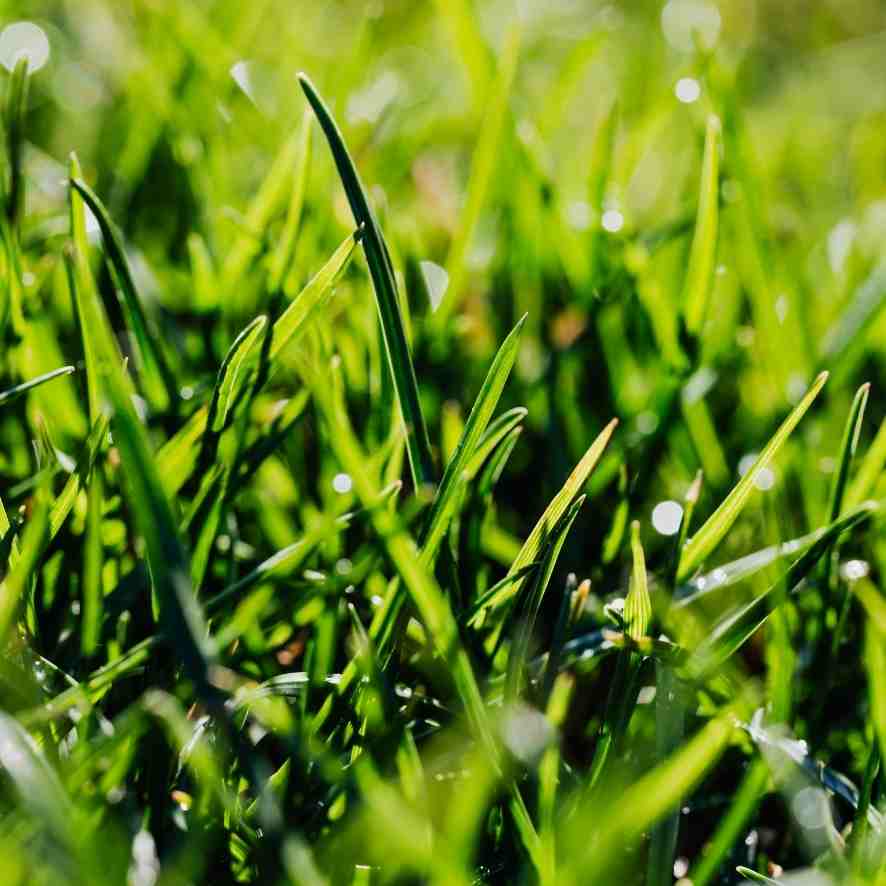 İthal Çim Tohumu 5 Karışımlı-1 Kg