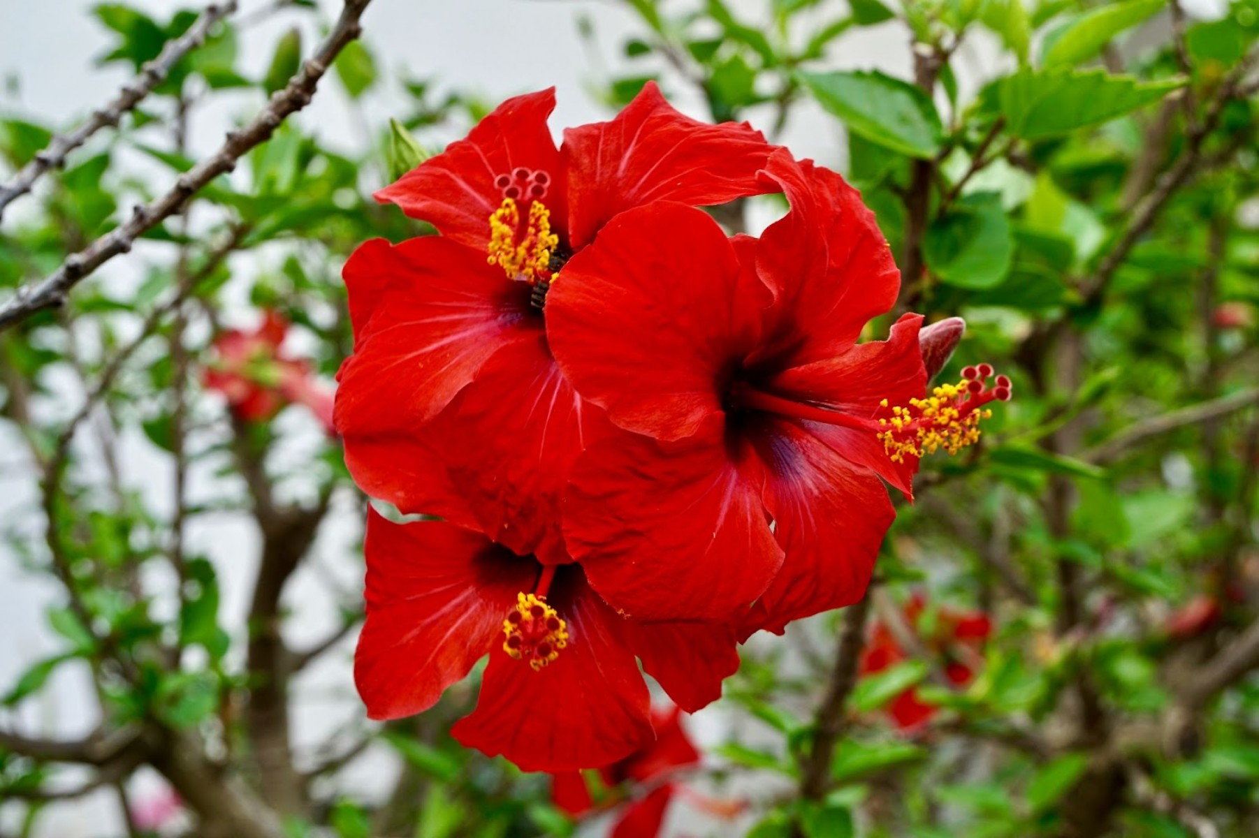 Japon Gülü Fidanı Kırmızı Renk Japon Gülü Fidanı Kırmızı Renk