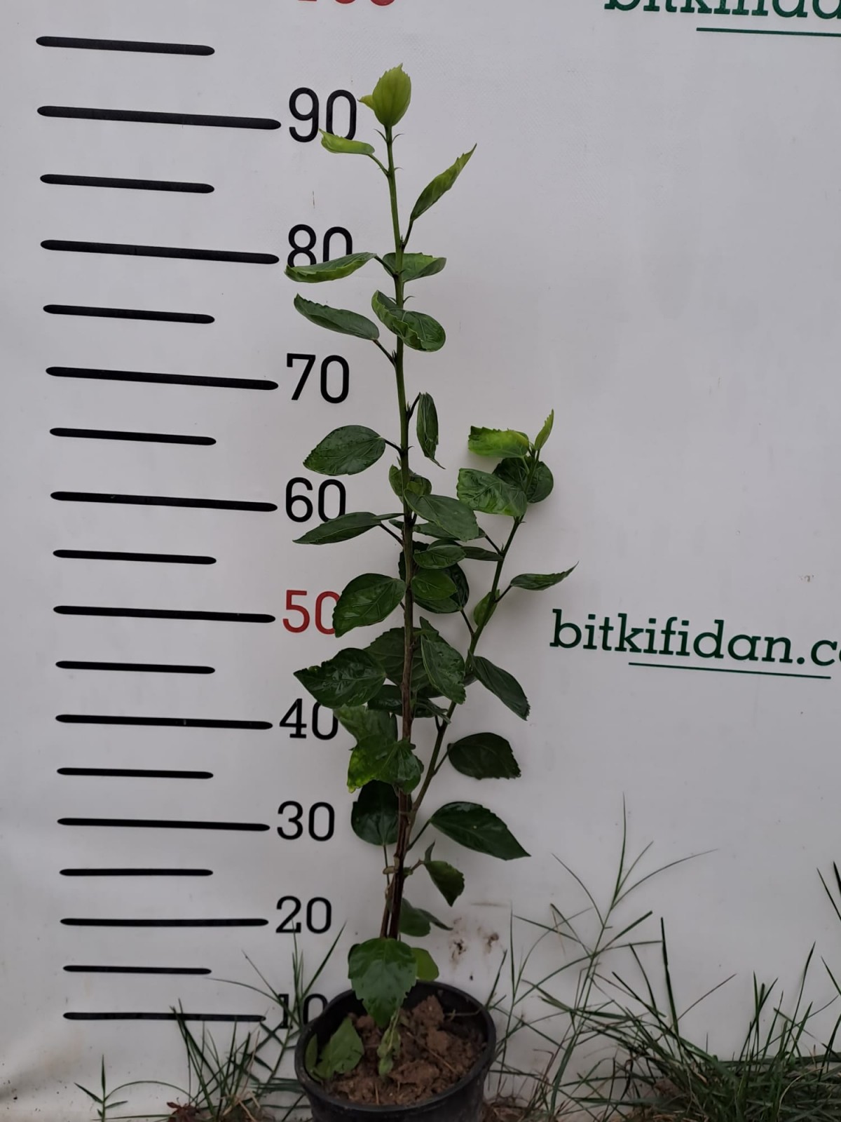 Japon Gülü Fidanı Kırmızı Renk Japon Gülü Fidanı Kırmızı Renk