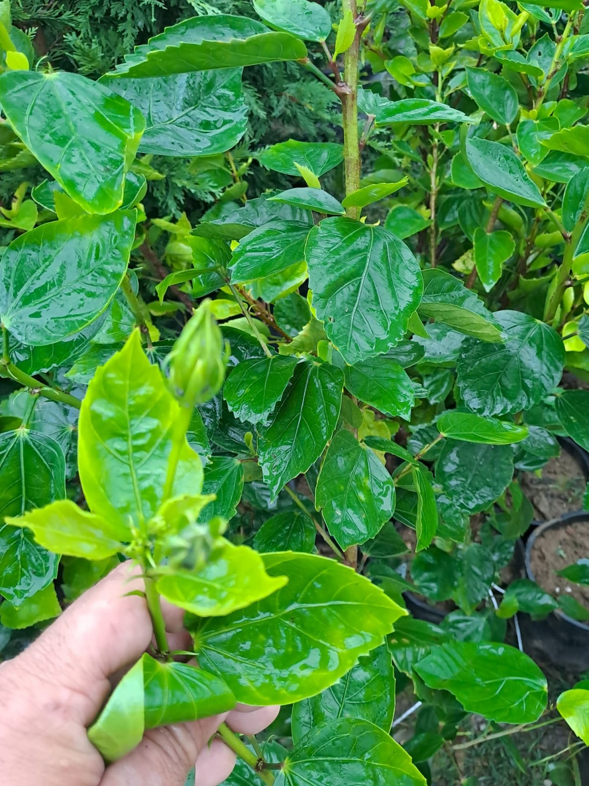 Japon Gülü Fidanı Kırmızı Renk Japon Gülü Fidanı Kırmızı Renk