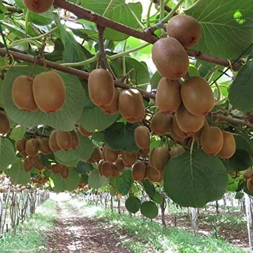 Kivi Fidanı 10 adet Hayward Çeşidi Kivi Fidanı 10 adet Hayward Çeşidi