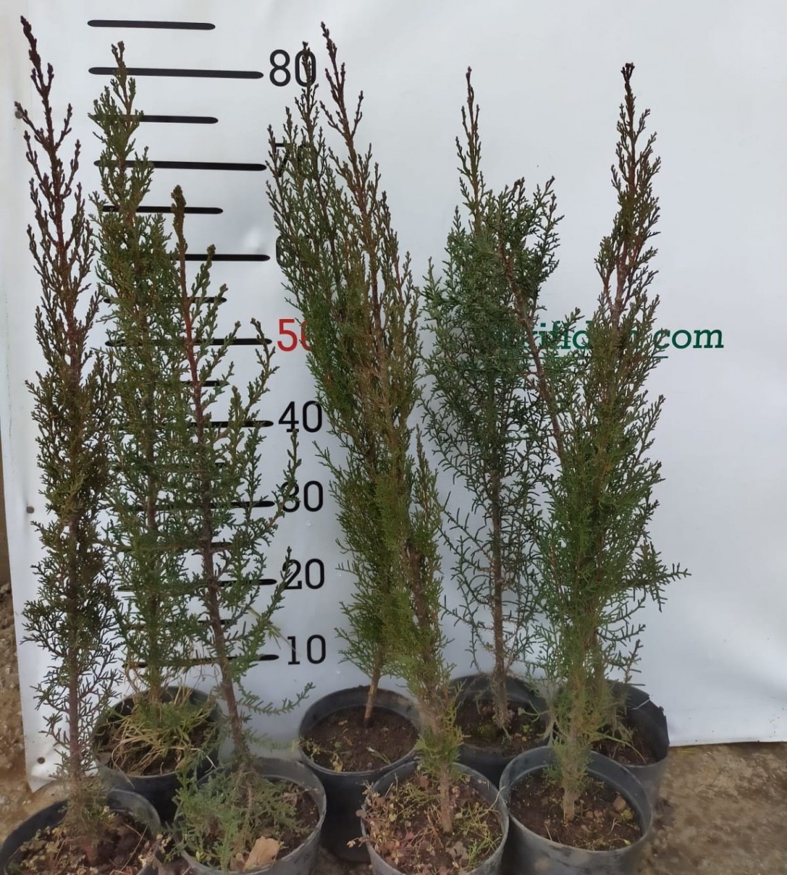 Mezarlık Selvisi (kara Selvi) Fidanı 60-80 Cm Mezarlık Selvisi (kara Selvi) Fidanı 60-80 Cm