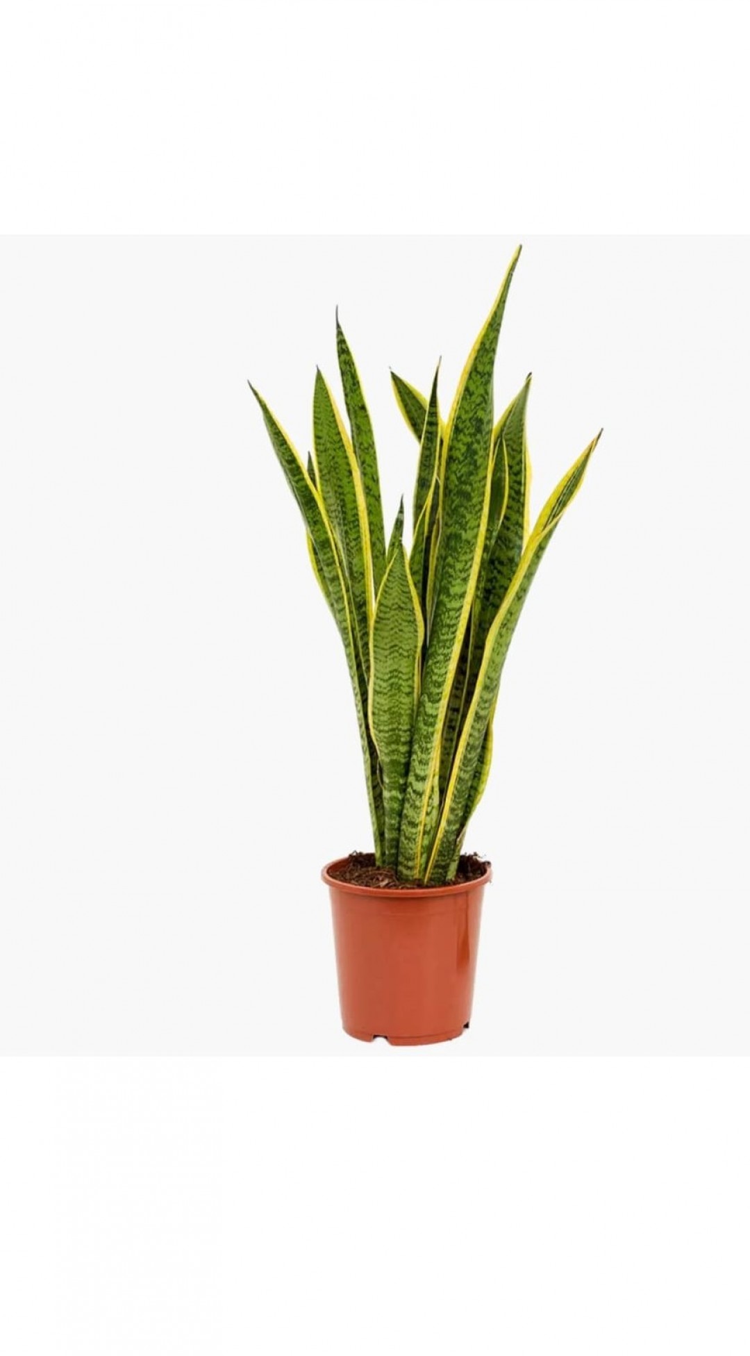 Paşa Kılıcı Çiçeği (Peygamber Kılıcı - Sansevieria Trifasciata)