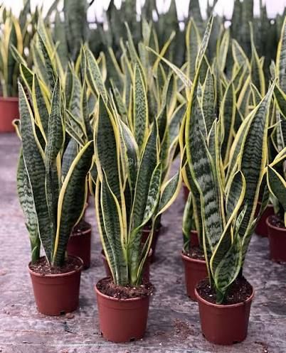 Paşa Kılıcı Çiçeği (Peygamber Kılıcı - Sansevieria Trifasciata)
