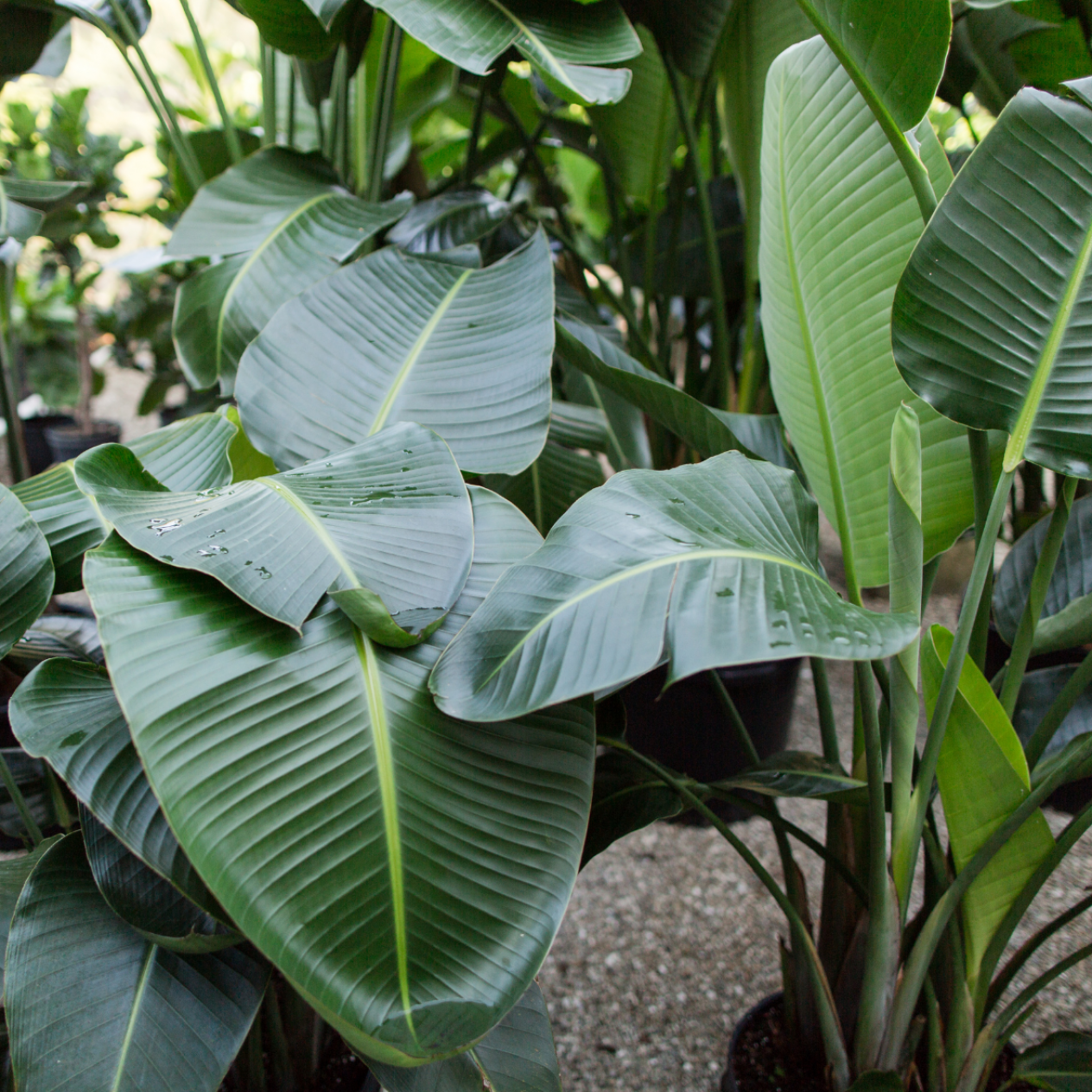 Ragina Starliçe(cennet Kuşu)çiçeği Ragina Starliçe(cennet Kuşu)çiçeği