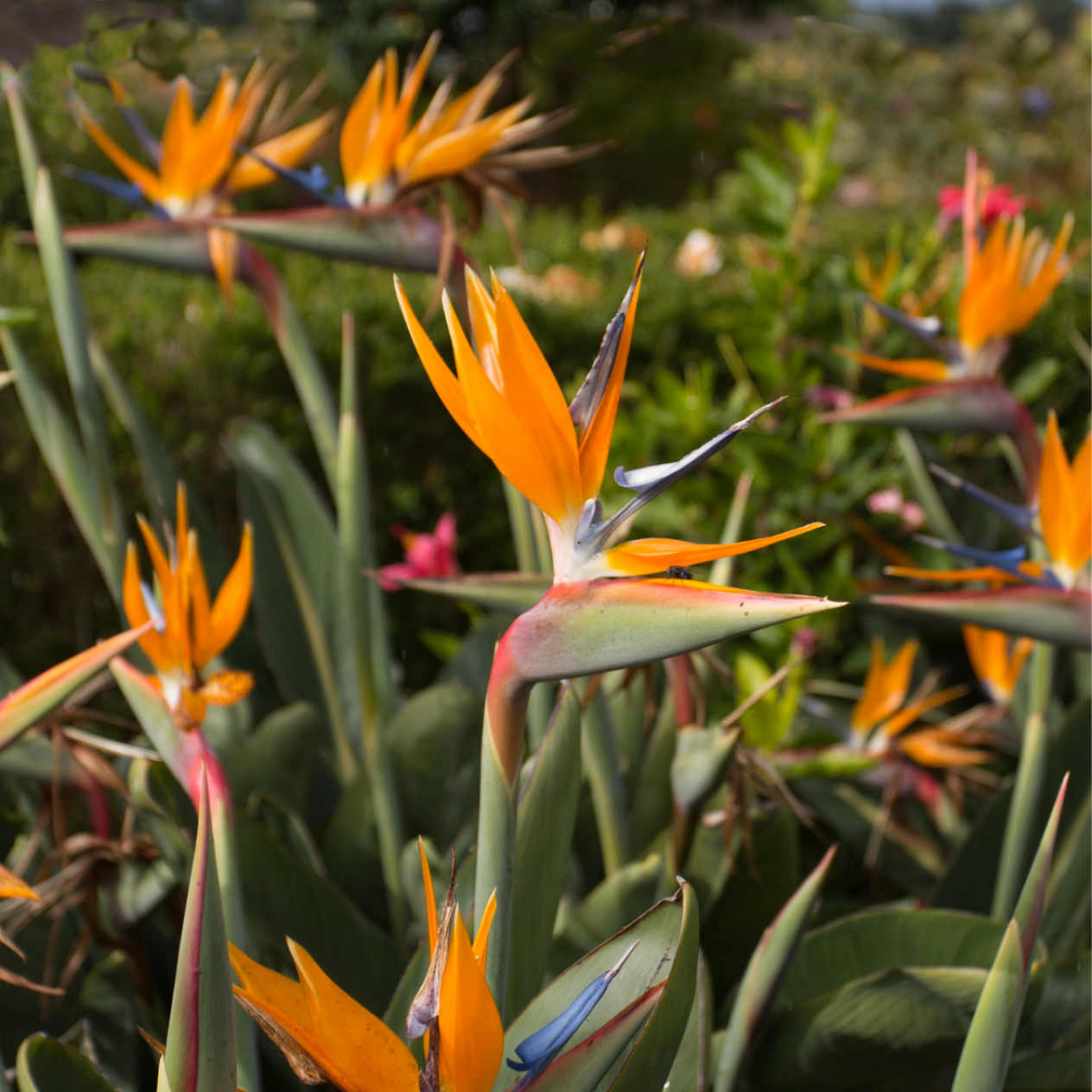 Ragina Starliçe(cennet Kuşu)çiçeği Ragina Starliçe(cennet Kuşu)çiçeği