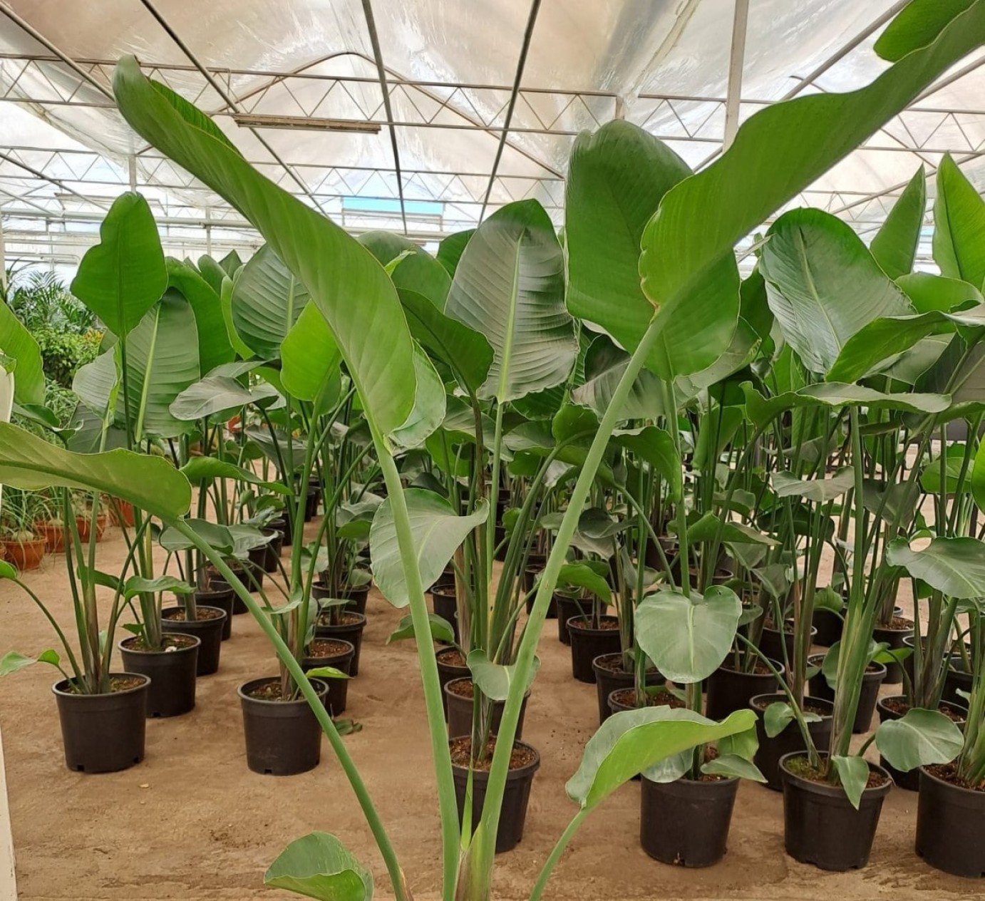 Starliçe (cennet Kuşu) Çiçeği