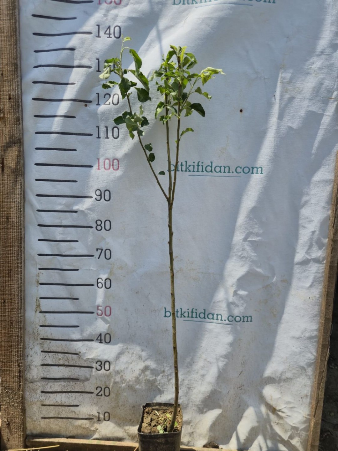 Starkrimson Elma Fidanı 2 yaş 100-120 cm
