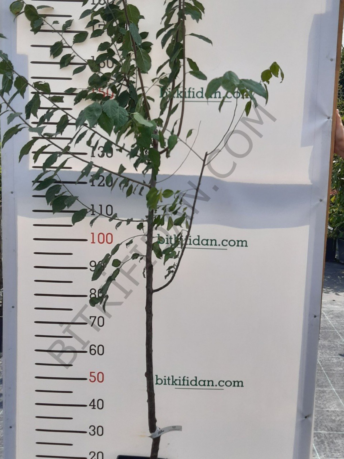4 Yaş Kütahya Vişnesi Fidanı