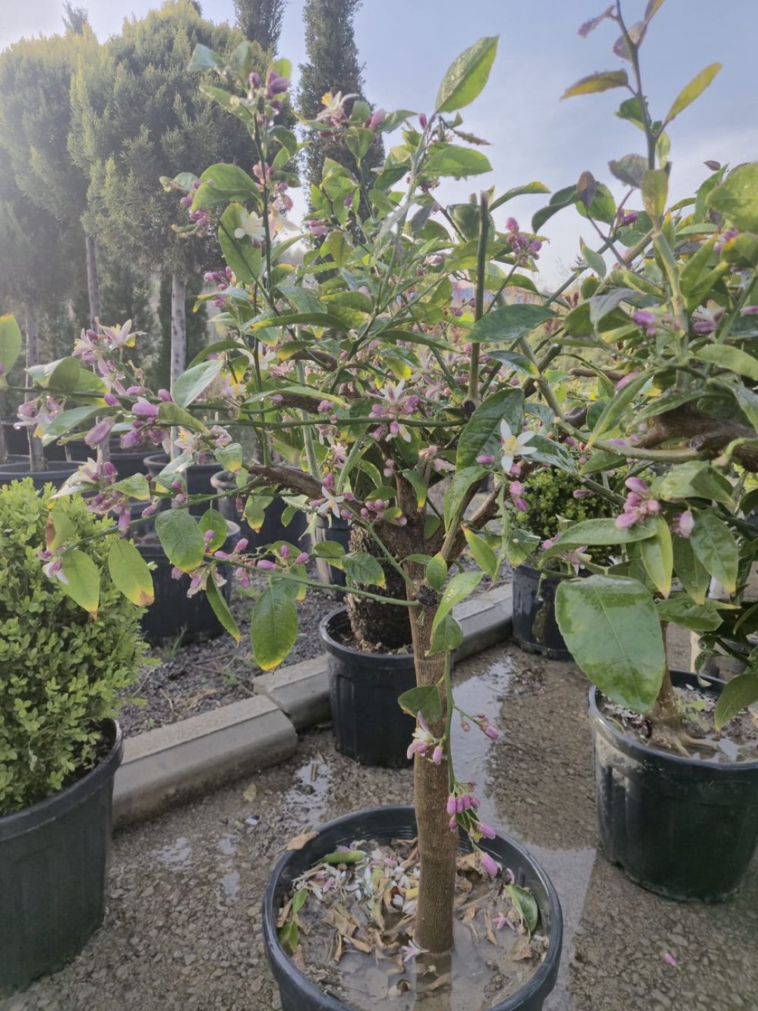 Yediveren Limon Fidanı Tam Bodur 8 Yaş Yediveren Limon Fidanı Tam Bodur 8 Yaş