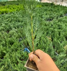 1 Yaş Aşılı Leylandi Fidanı