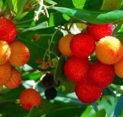 1 Yaş Dağ Çileği Fidanı -60 Cm