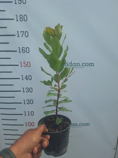 1 Yaş Dağ Çileği Fidanı -60 cm
