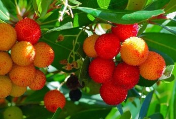 1 Yaş Dağ Çileği Fidanı -60 Cm