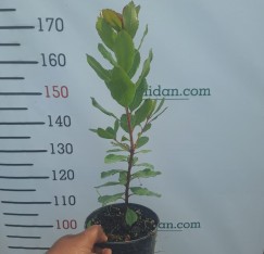 1 Yaş Dağ Çileği Fidanı -60 Cm