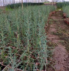 1 Yaş Kara Selvi (mezarlık Selvi Fidanı) Fidanı