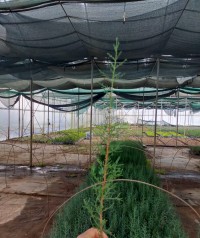 1 Yaş Kara Selvi (mezarlık Selvi Fidanı) Fidanı