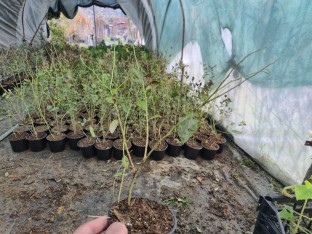 10 Adet 2 yaş Yaban Mersini Fidanı Paketi