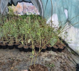 10 Adet 2 yaş  Yaban  Mersini Fidanı Paketi