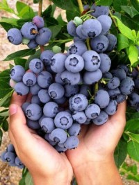 10 Adet 3 yaş  Yaban  Mersini Fidanı Paketi