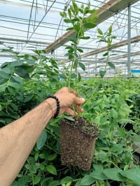 10 Adet 3 yaş  Yaban  Mersini Fidanı Paketi