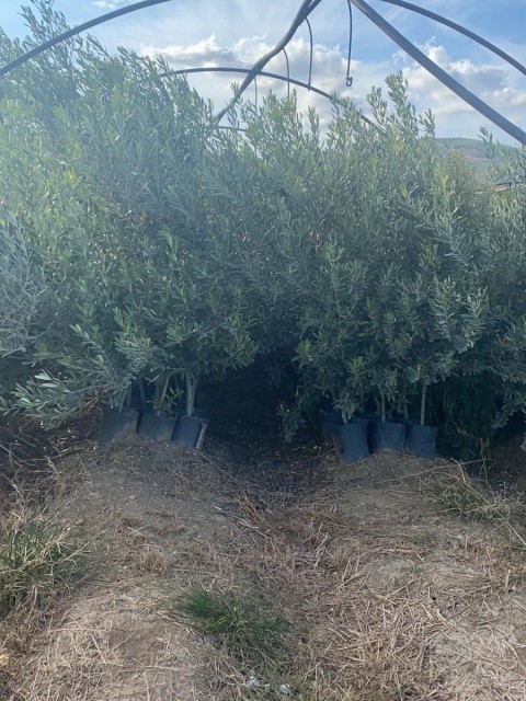 10 Adet Gemlik Zeytin Fidan Paketi-2 Yaş