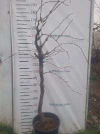 10 Yaş Üzüm Fidanı