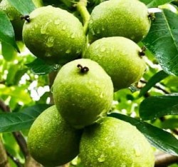 10 'lu Açık Kök Chandler Ceviz Fidanı Paketi