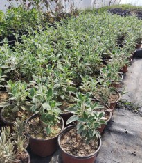 10 'lu Adaçayı-lavanta Fidanı Paketi