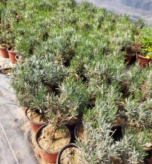 10 'lu Adaçayı-lavanta Fidanı Paketi