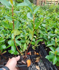 10 'lu Aronya Fidanı Paketi