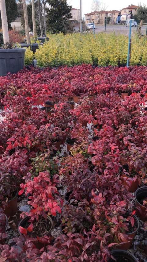 10 'lu Cennet bambusu-Nandina fidan paketi