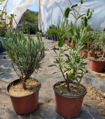 10 'lu Lavanta Bitkisi Paketi