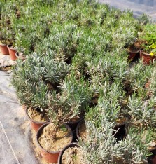 10 'lu Lavanta Bitkisi Paketi