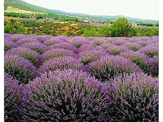 10 'lu Tıbbı Aromatik Bitki Paketi