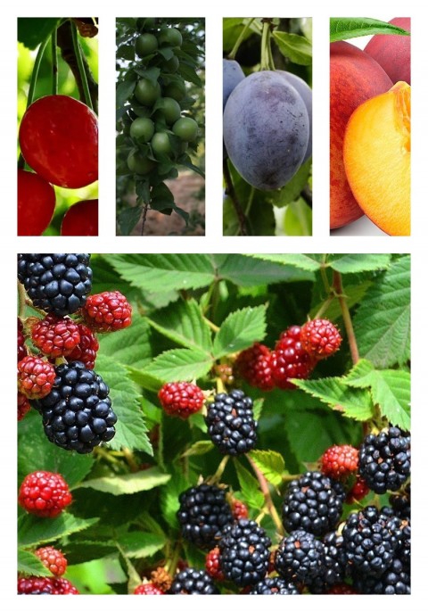 10'lu Açık Kök Hobi Bahçesi Paketi