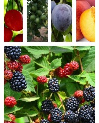 10'lu Açık Kök Hobi Bahçesi Paketi