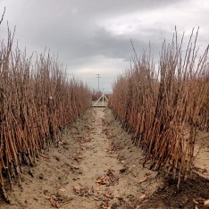 10'lu Açık Kök Hobi Bahçesi Paketi