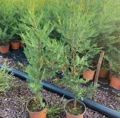 2 Yaş Aşılı Leylandi Fidanı