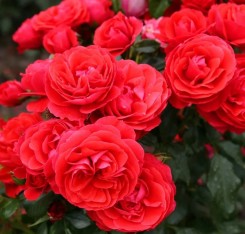 2 Yaş Cherry Girll (kırmızı) İthal Gül Fidanı