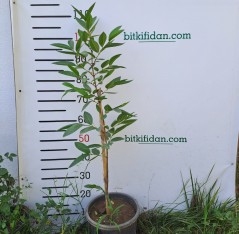 2 YAŞ GUAVA FİDANI