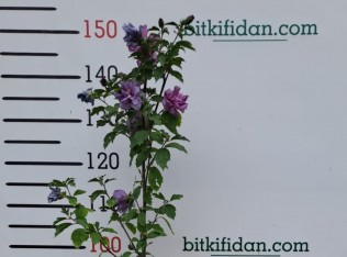 2 YAŞ GÜL  HATMİ (HİBİSCUS) FİDANI